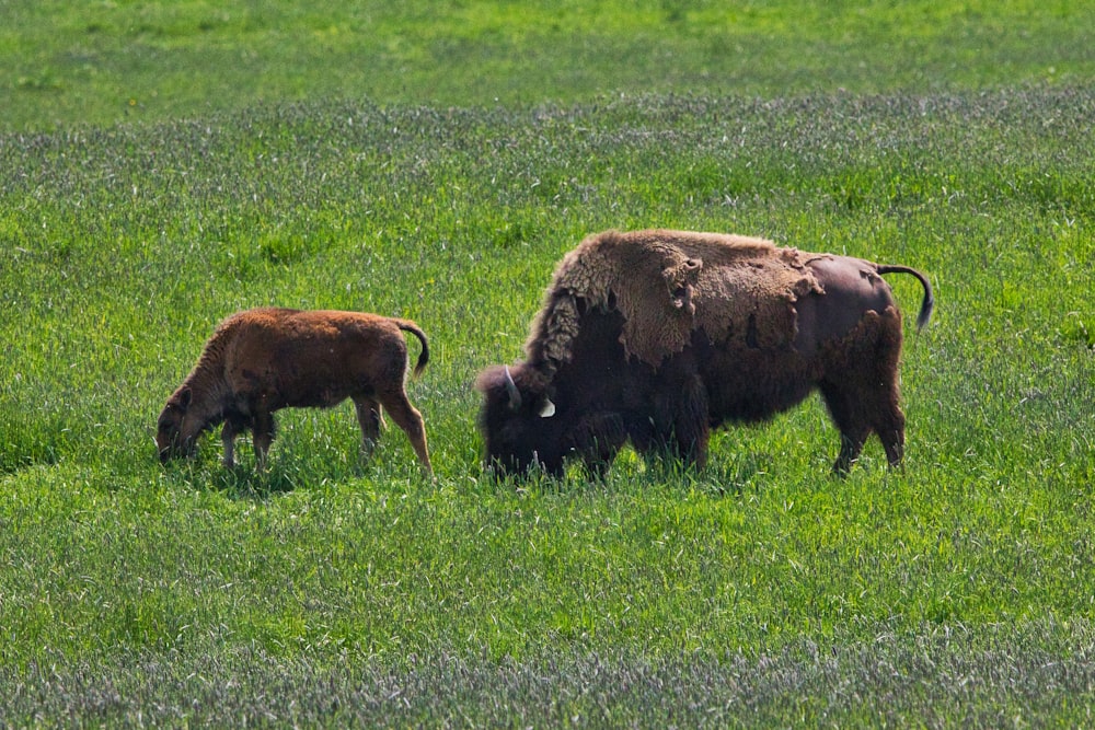 brown bison on green grass field during daytime