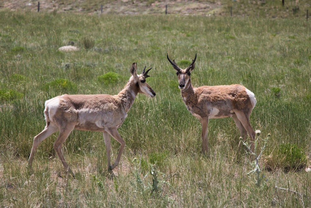 brown deer on green grass field during daytime