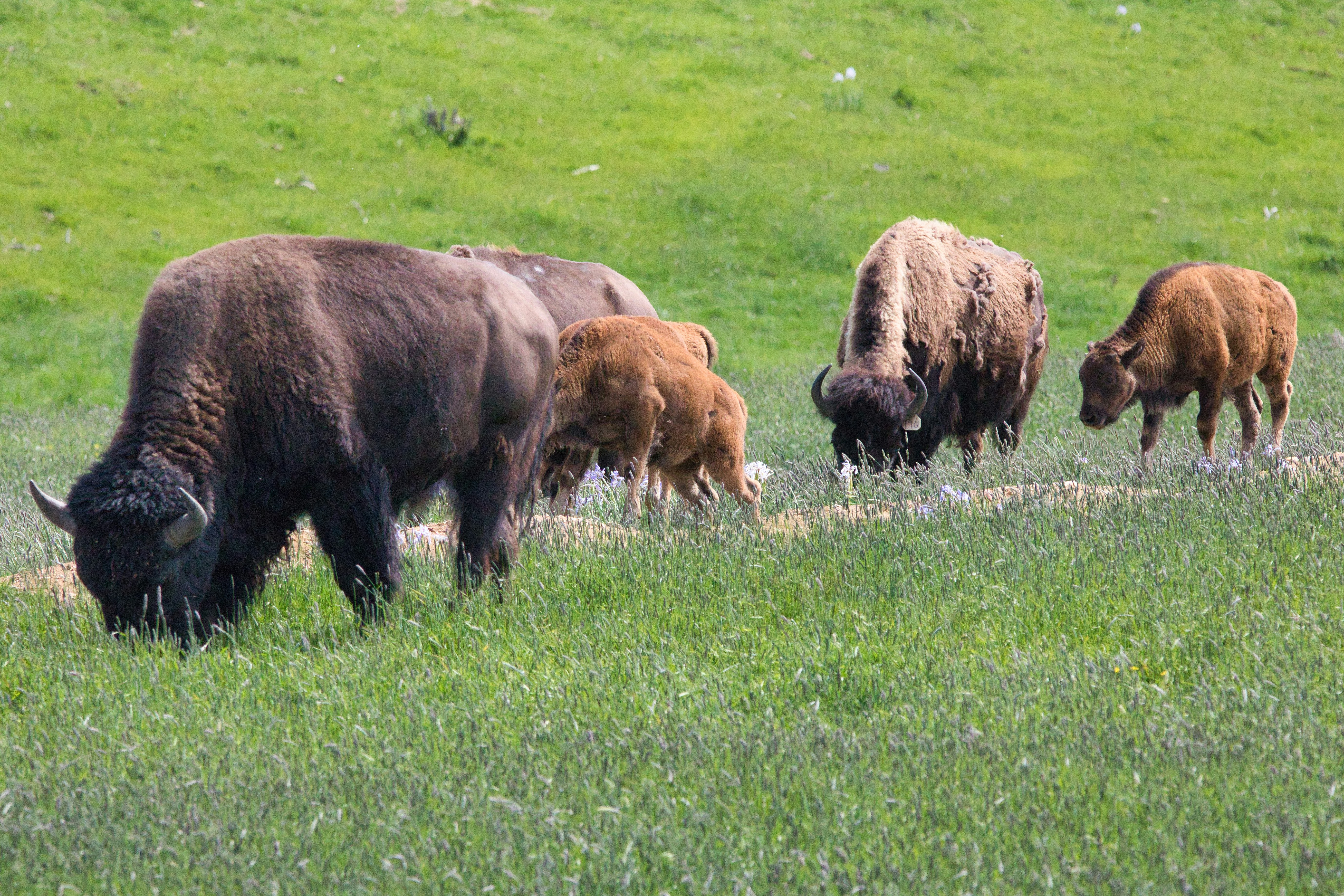 Bisonte marrón en un campo de hierba verde durante el día