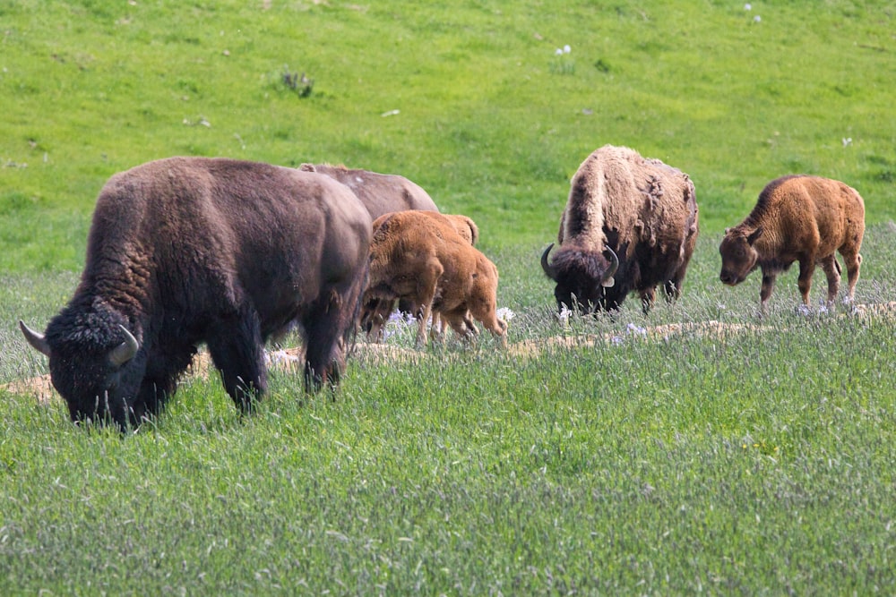 brown bison on green grass field during daytime