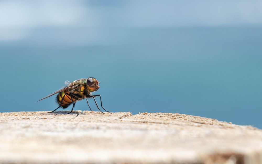 brown and black fly on brown rock