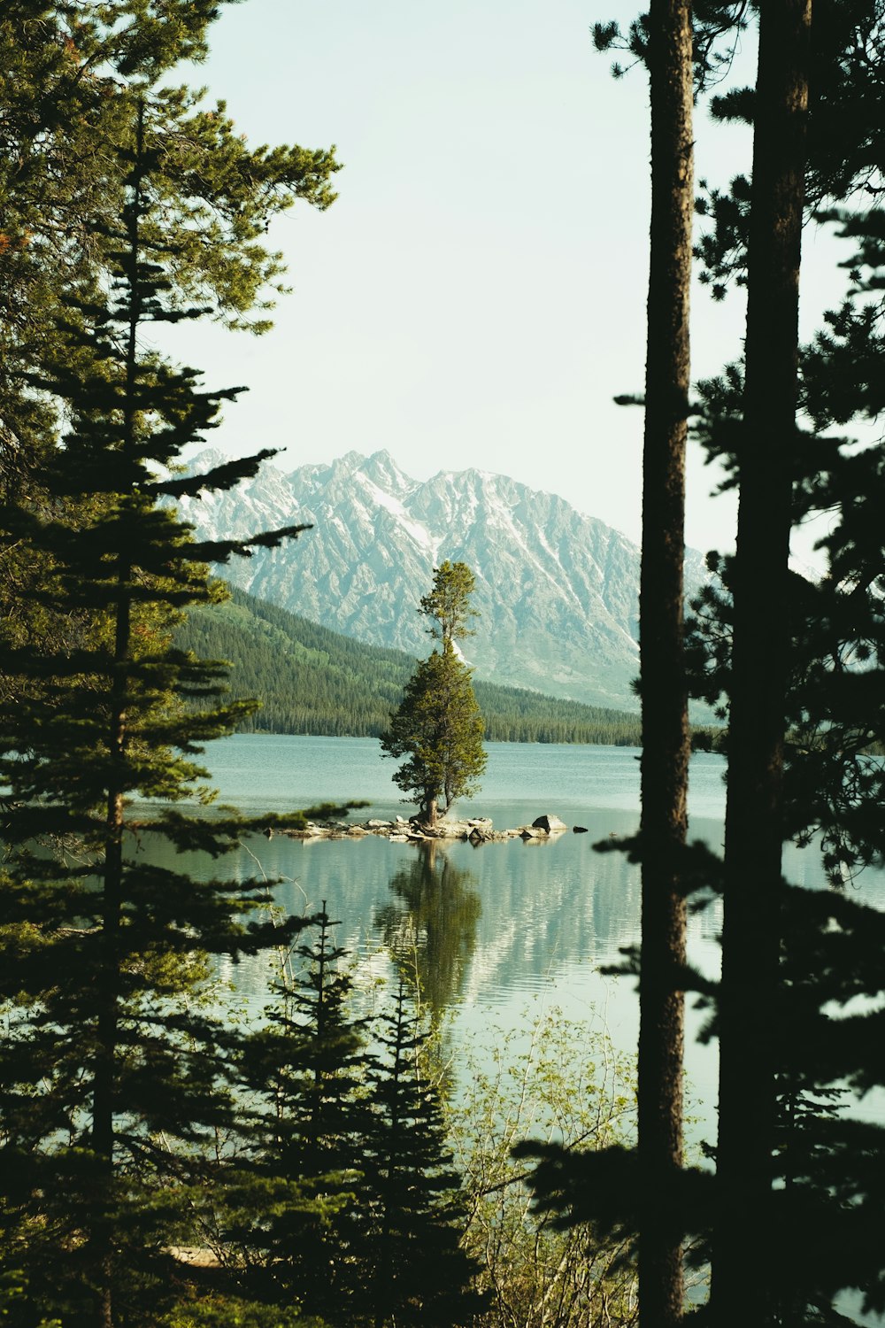 green trees near lake and mountain during daytime