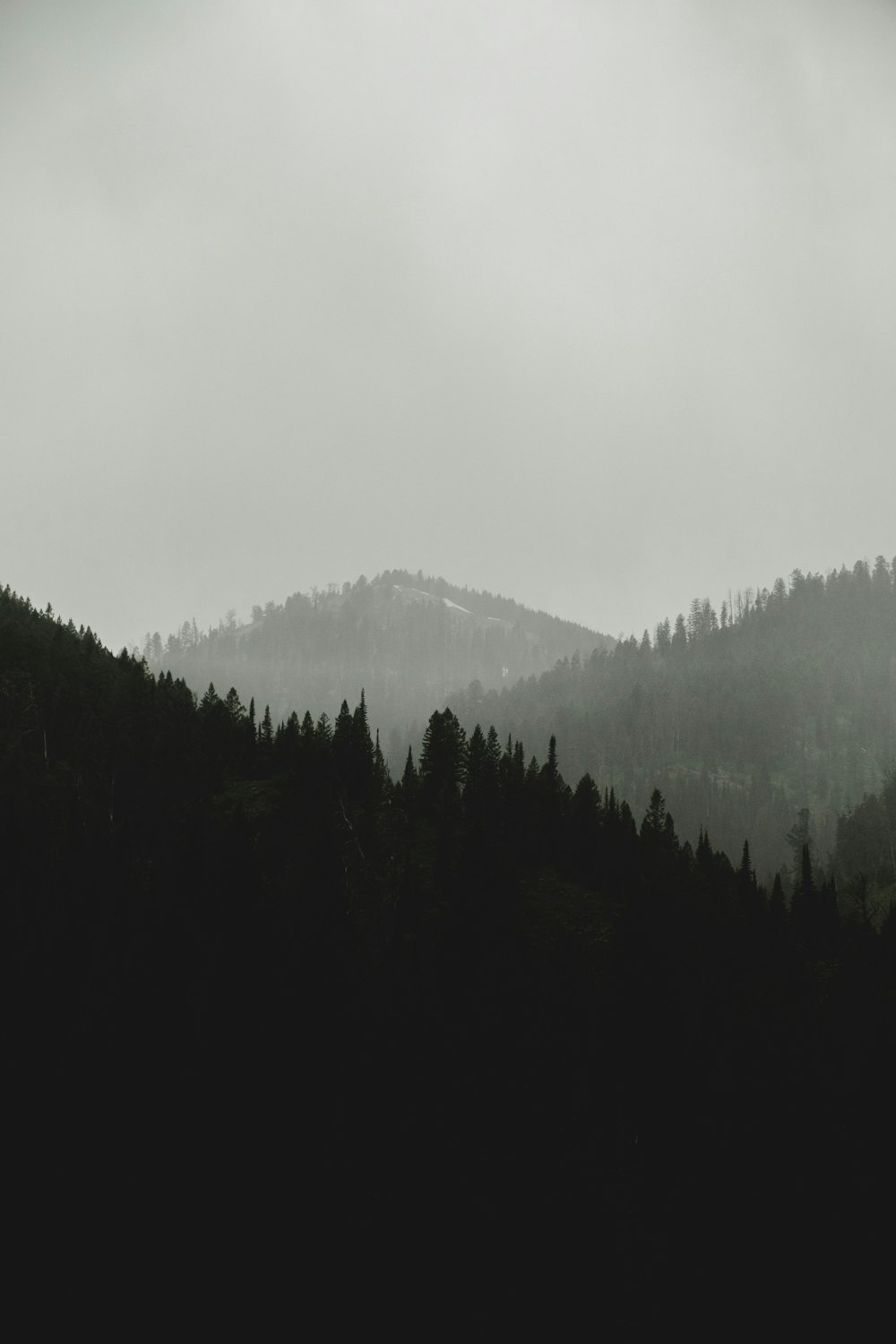 green trees on mountain during foggy day