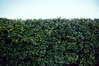 green plant field under white sky during daytime