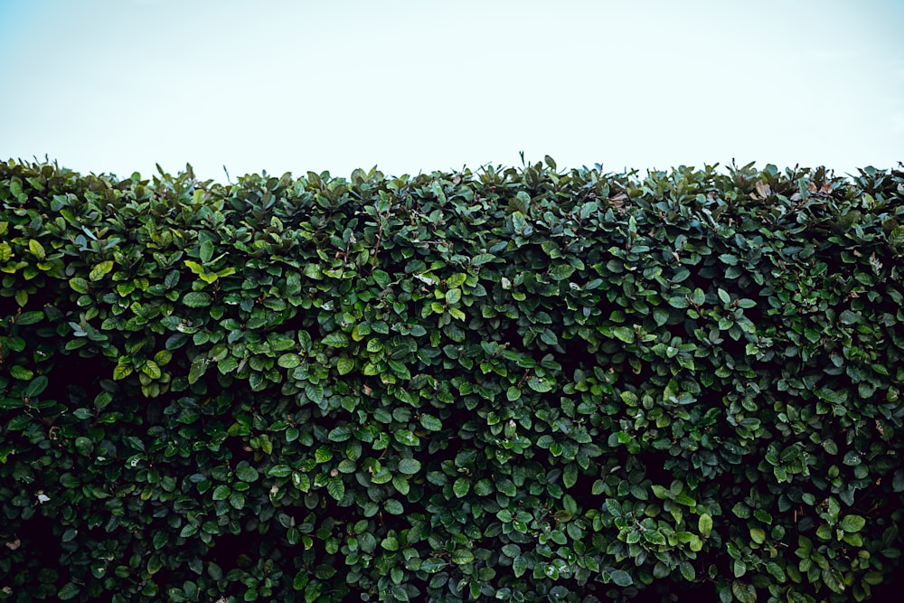 campo de plantas verdes sob o céu branco durante o dia