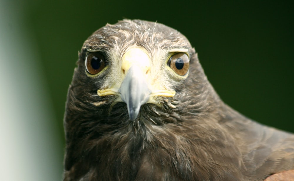 brown and white eagle in close up photography