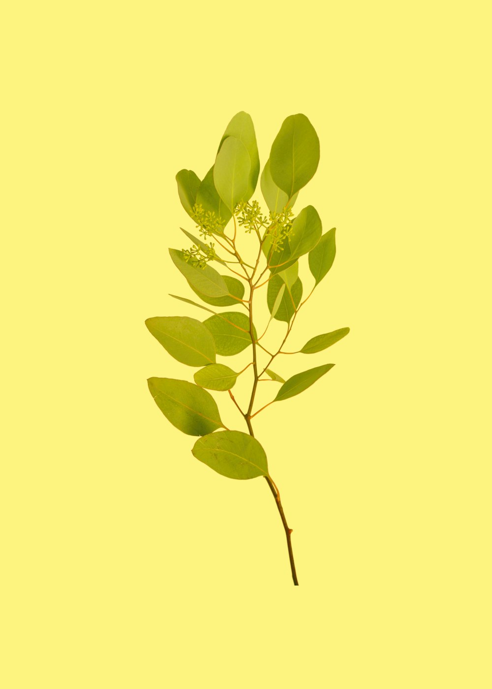 노란색 배경의 녹색 잎