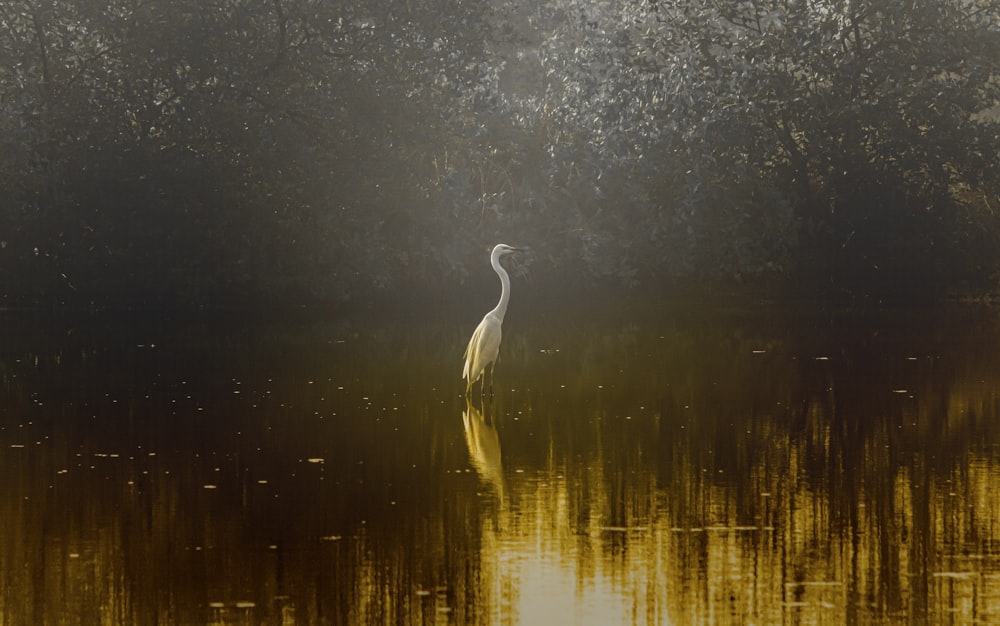 white swan on body of water during night time