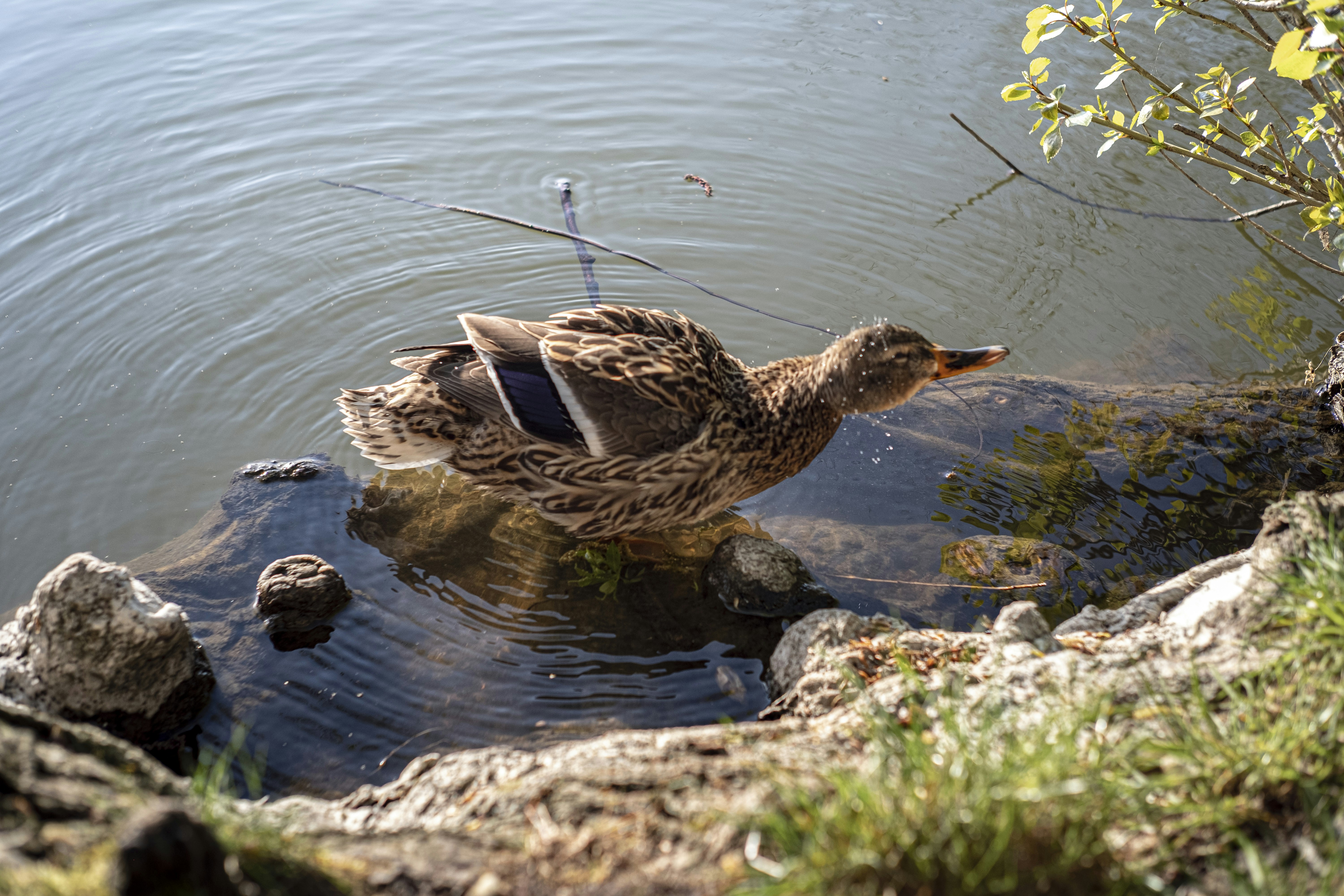 brown duck on gray rock near body of water during daytime