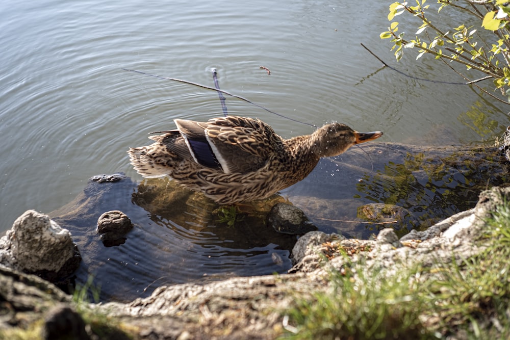 brown duck on gray rock near body of water during daytime