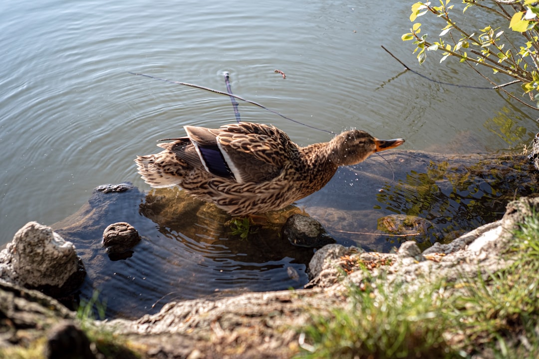 brown duck on gray rock near body of water during daytime