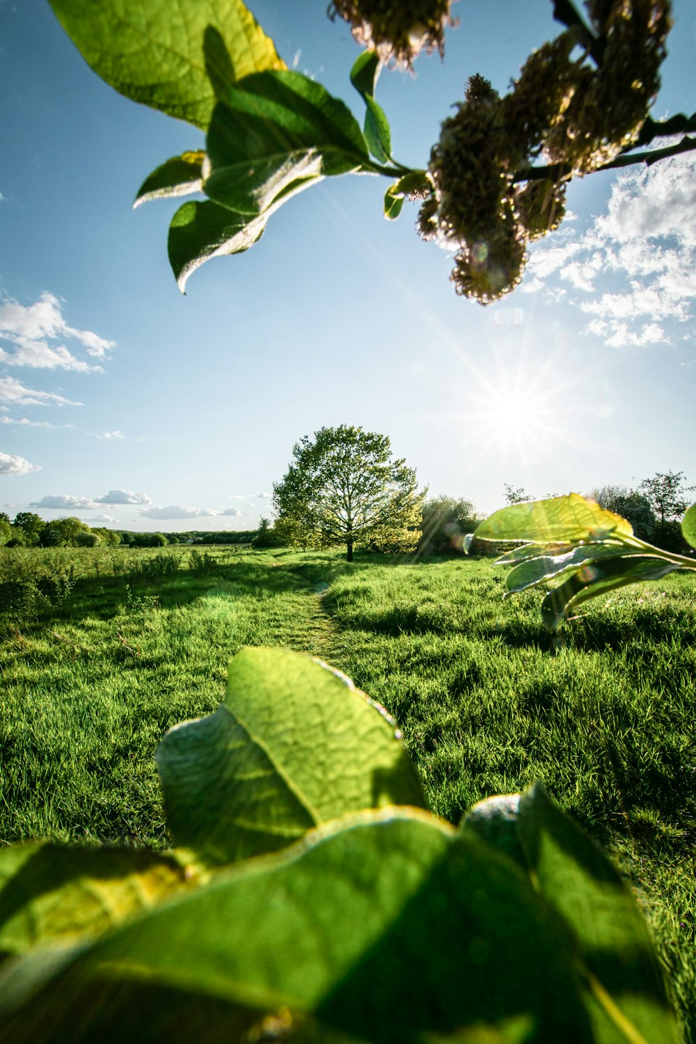 green grass field under blue sky during daytime