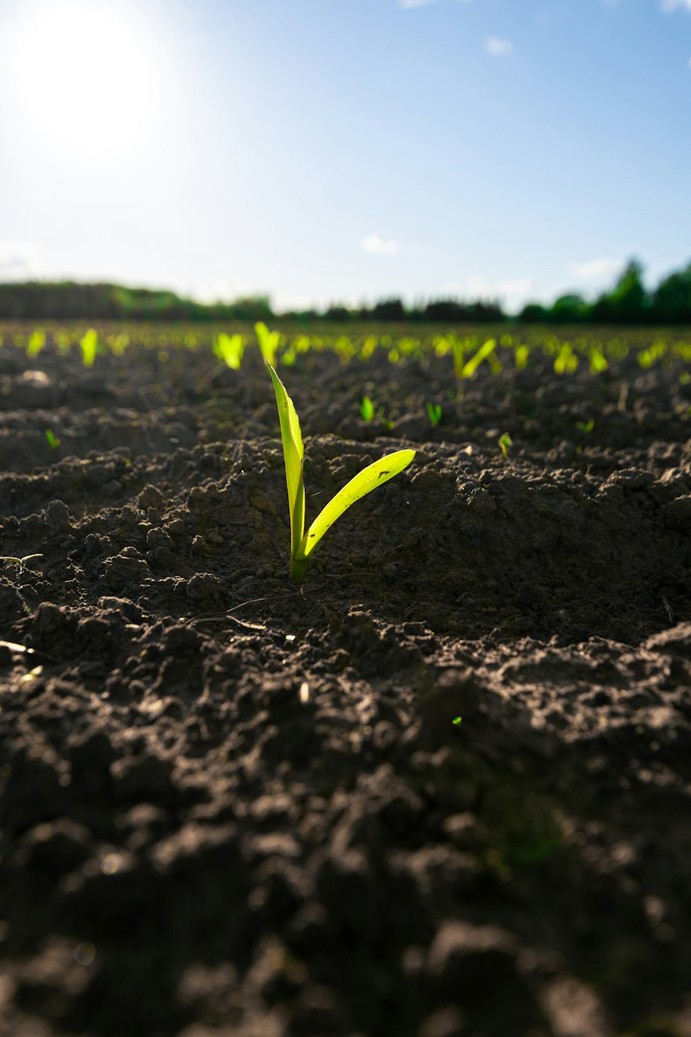 green plant on brown soil during daytime