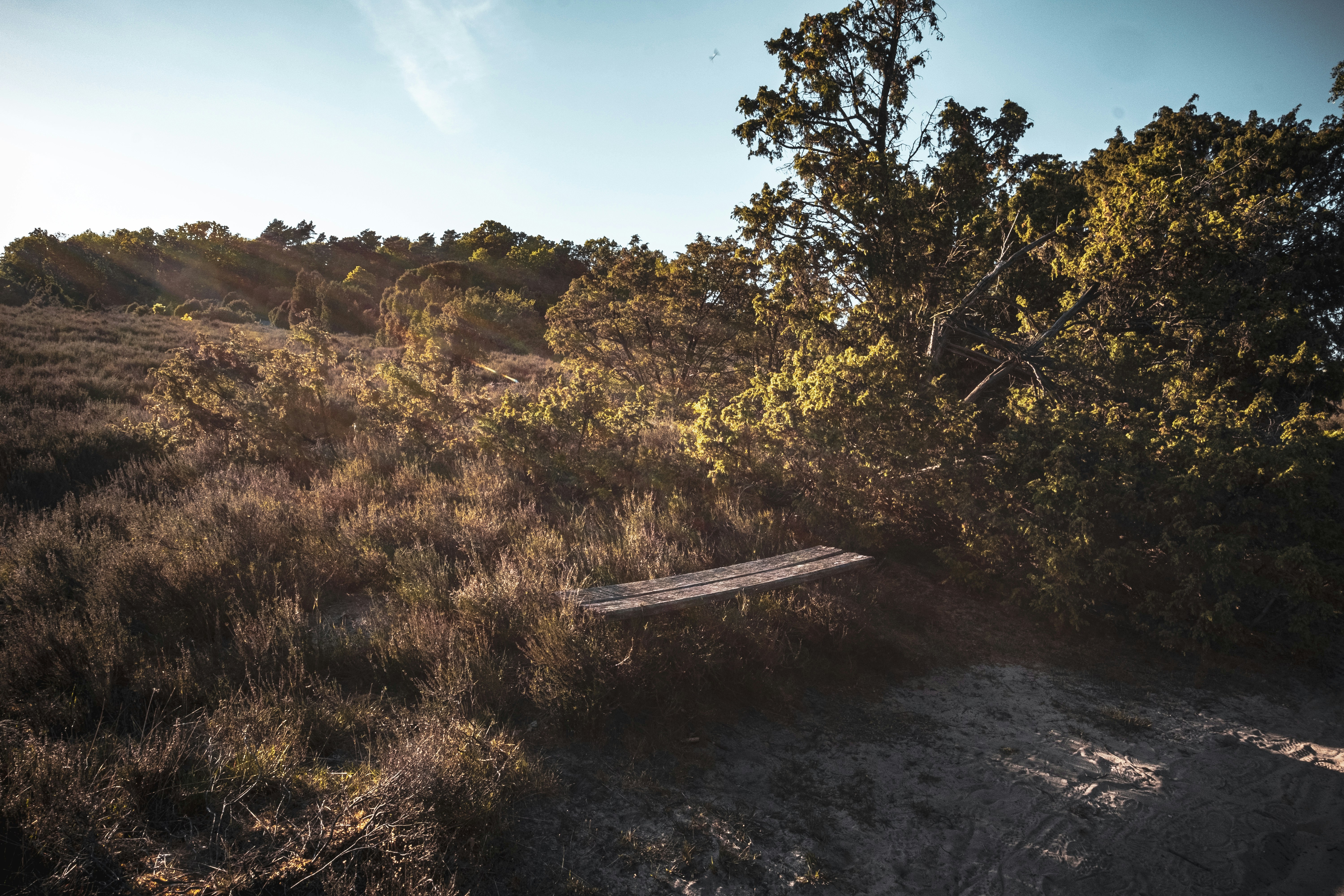 green trees on brown grass field under blue sky during daytime