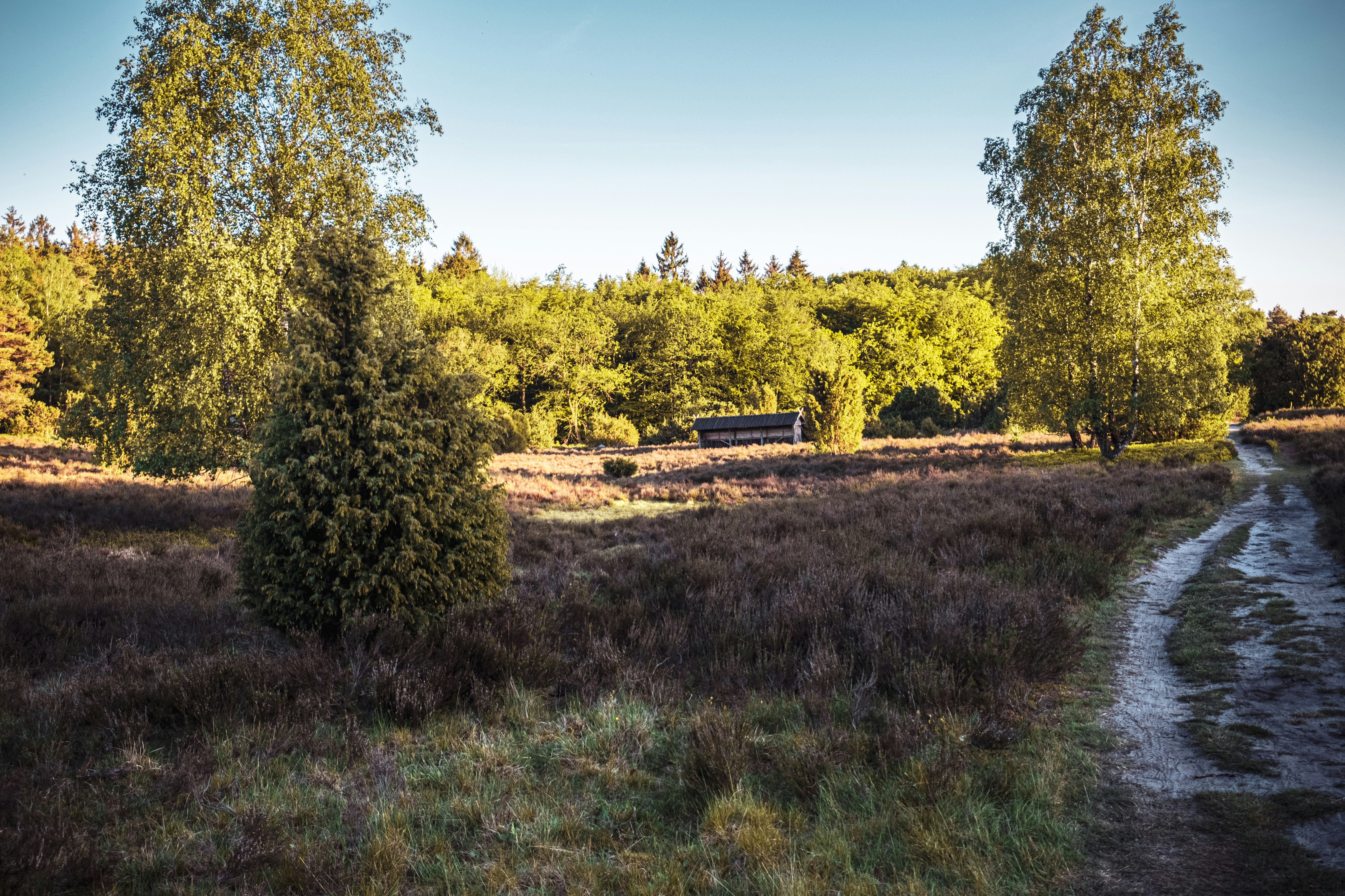 green trees and grass field during daytime