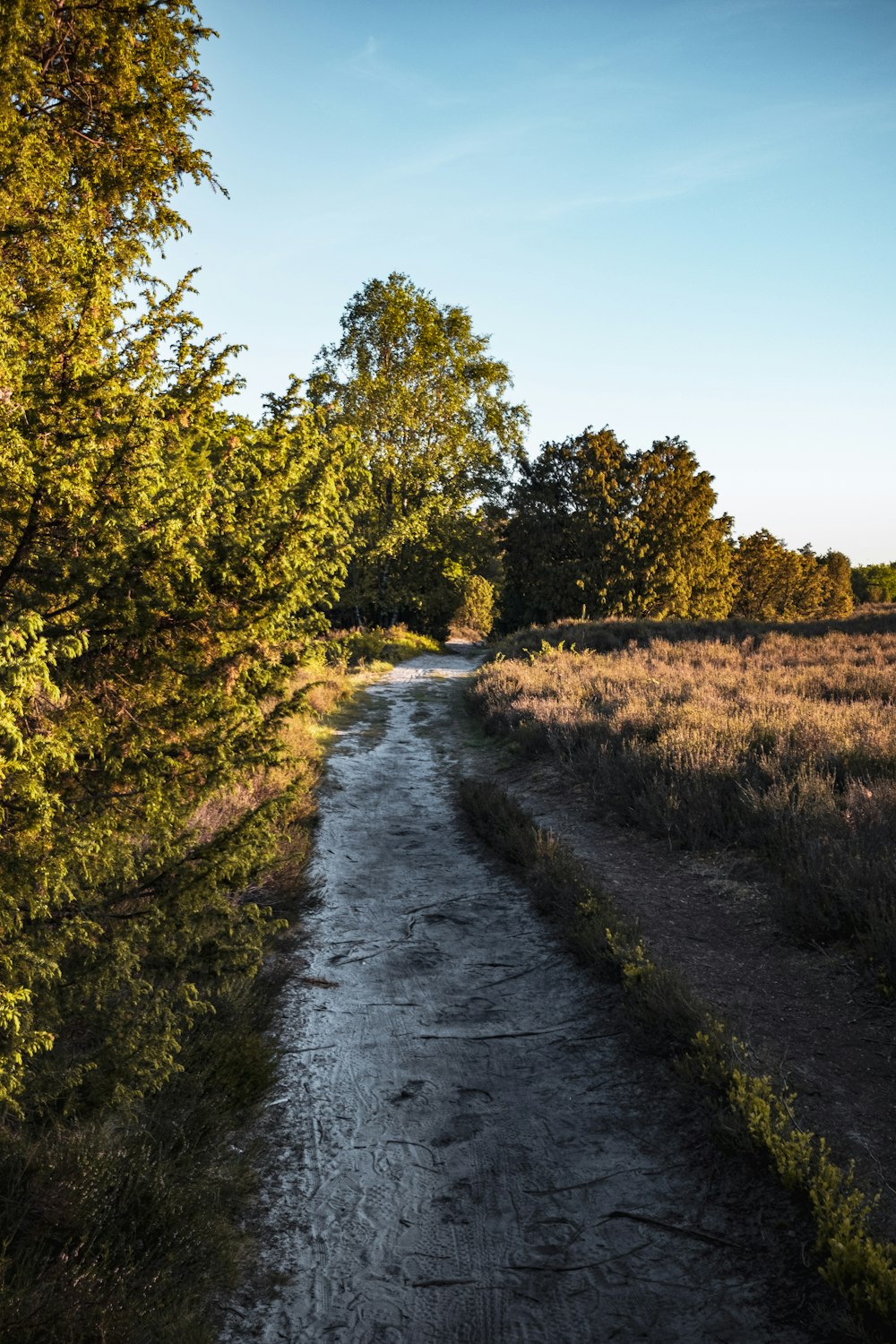 gray dirt road between green grass field during daytime