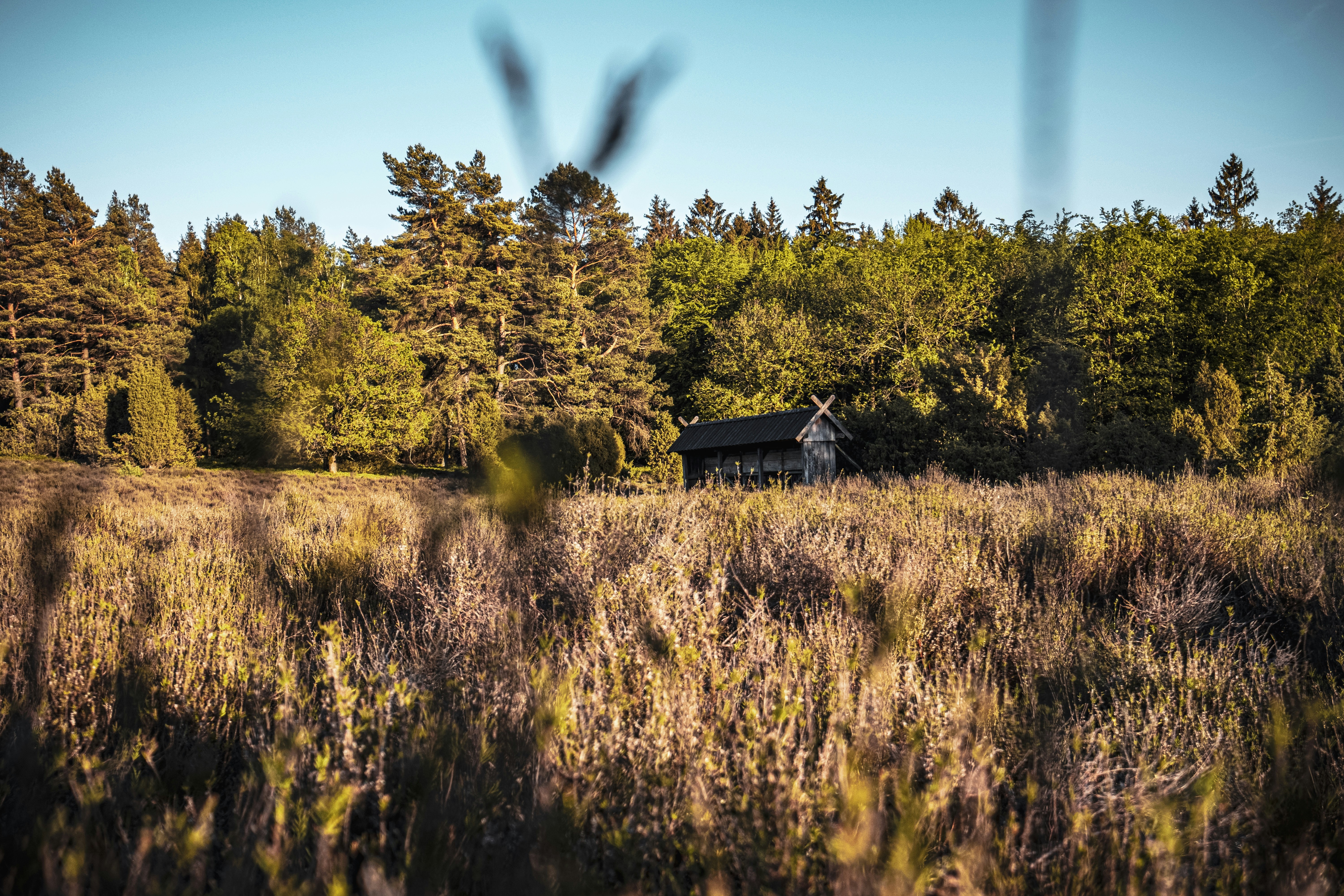 brown wooden house in the middle of green trees