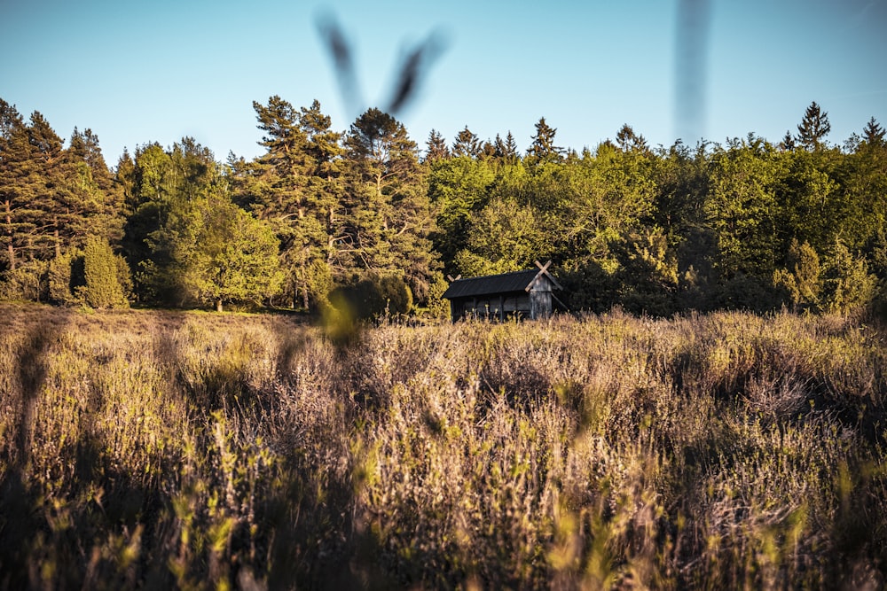 brown wooden house in the middle of green trees