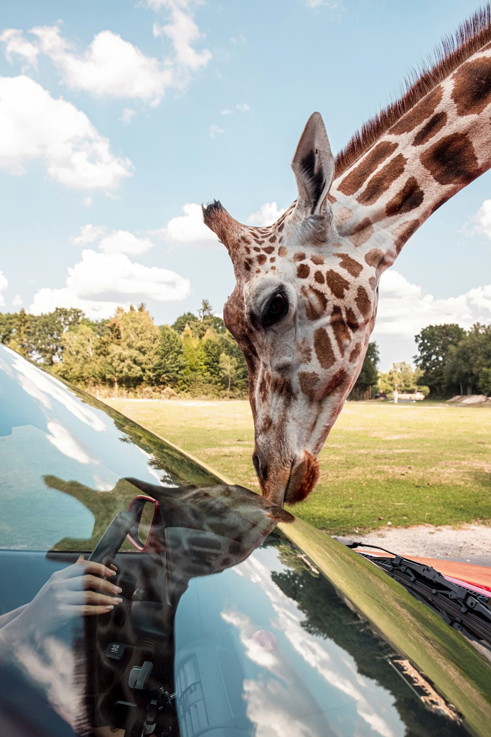 giraffe head on green and brown boat during daytime