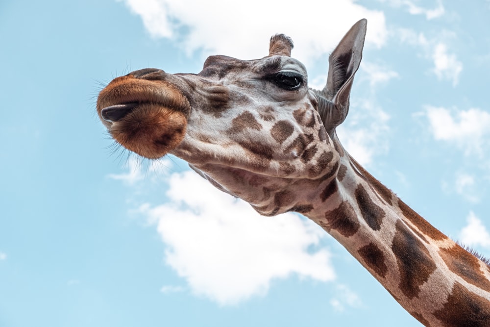 giraffe head under blue sky during daytime