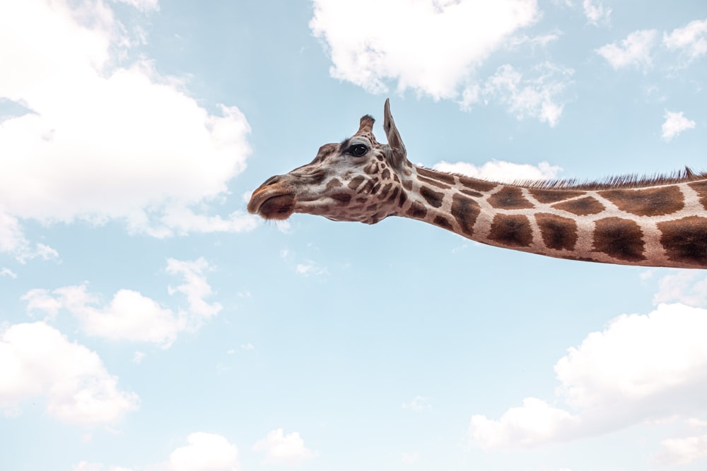 girafa sob o céu azul durante o dia