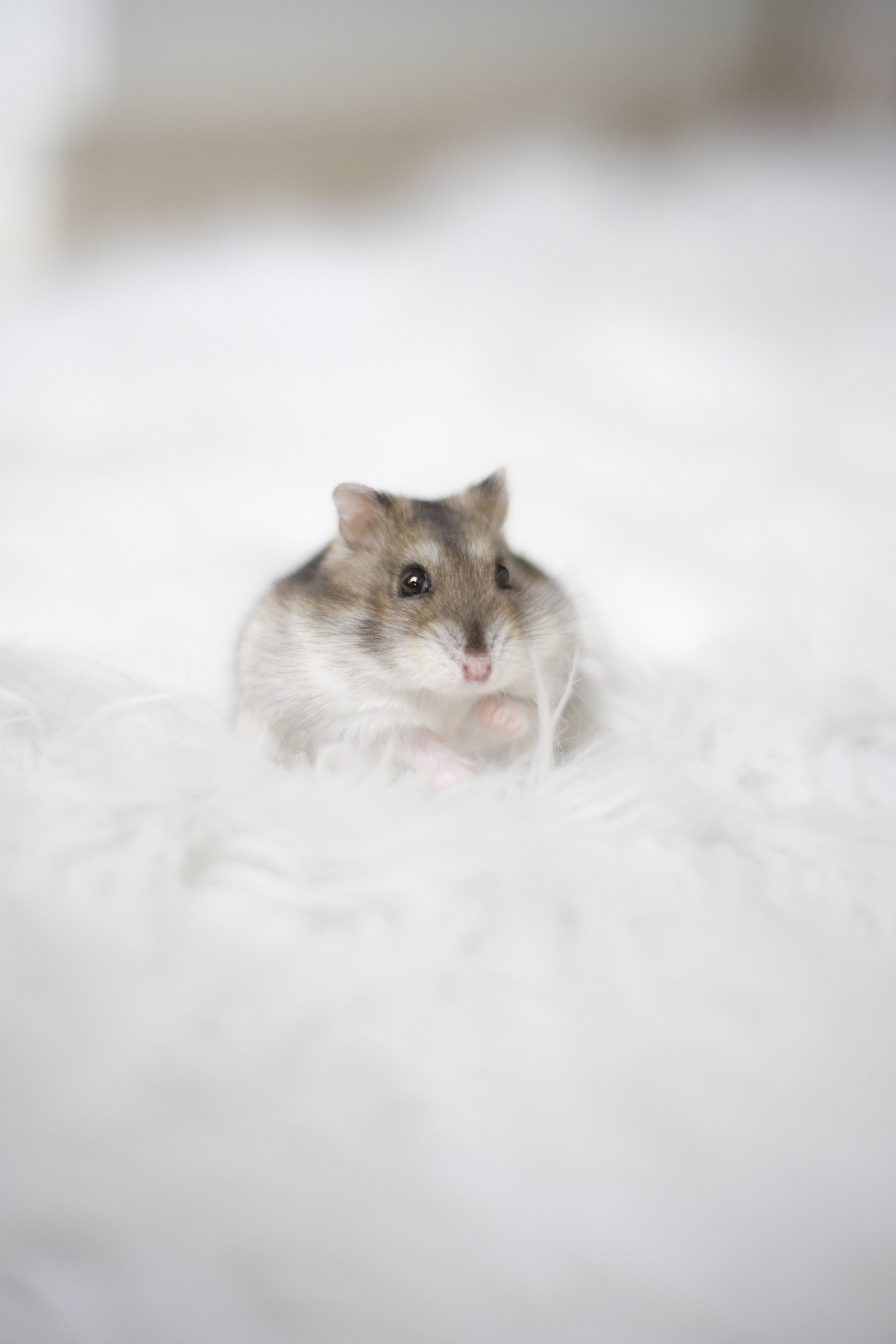 white and brown short fur cat on white snow