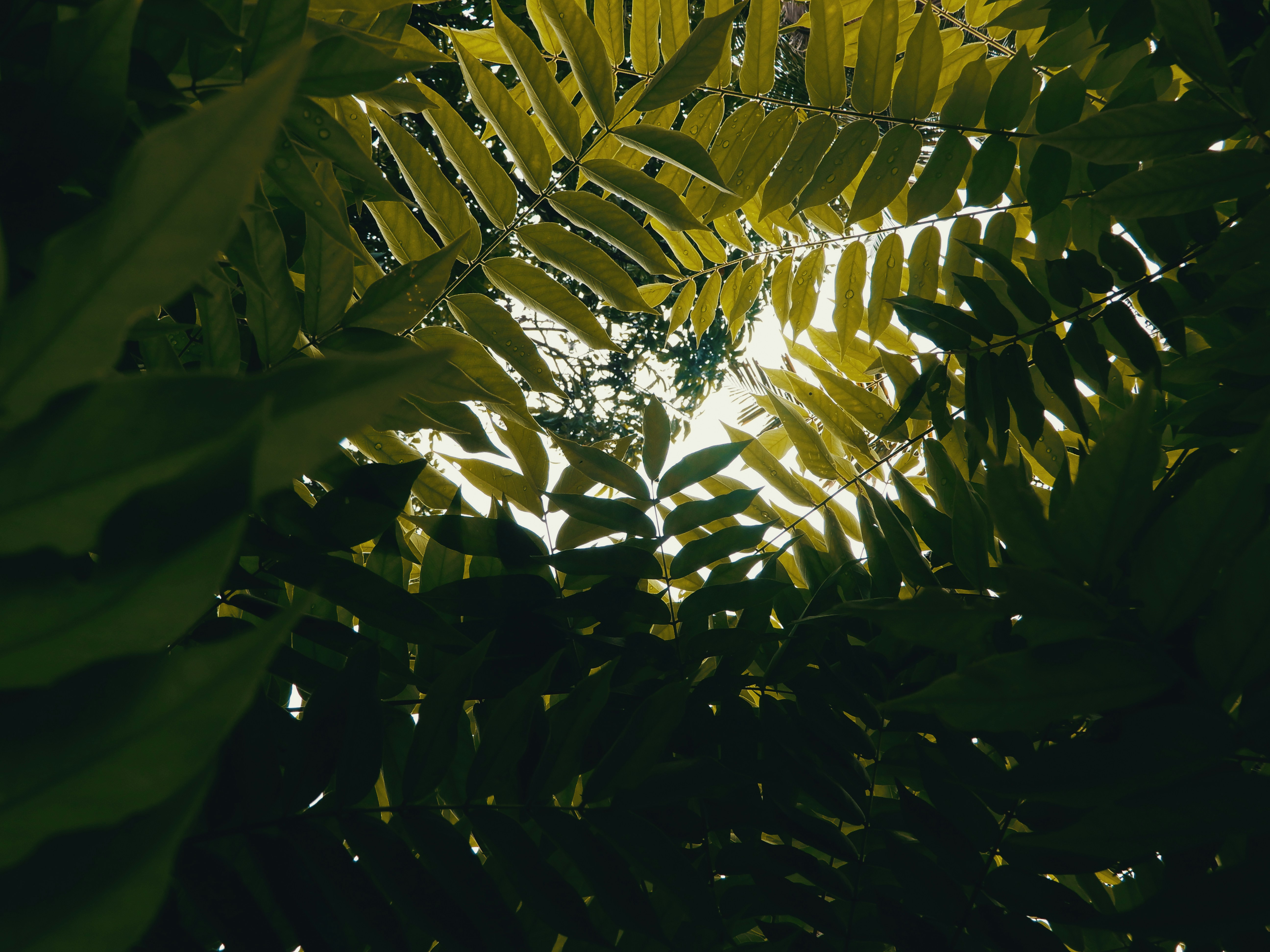 Shot on Nikon coolpix