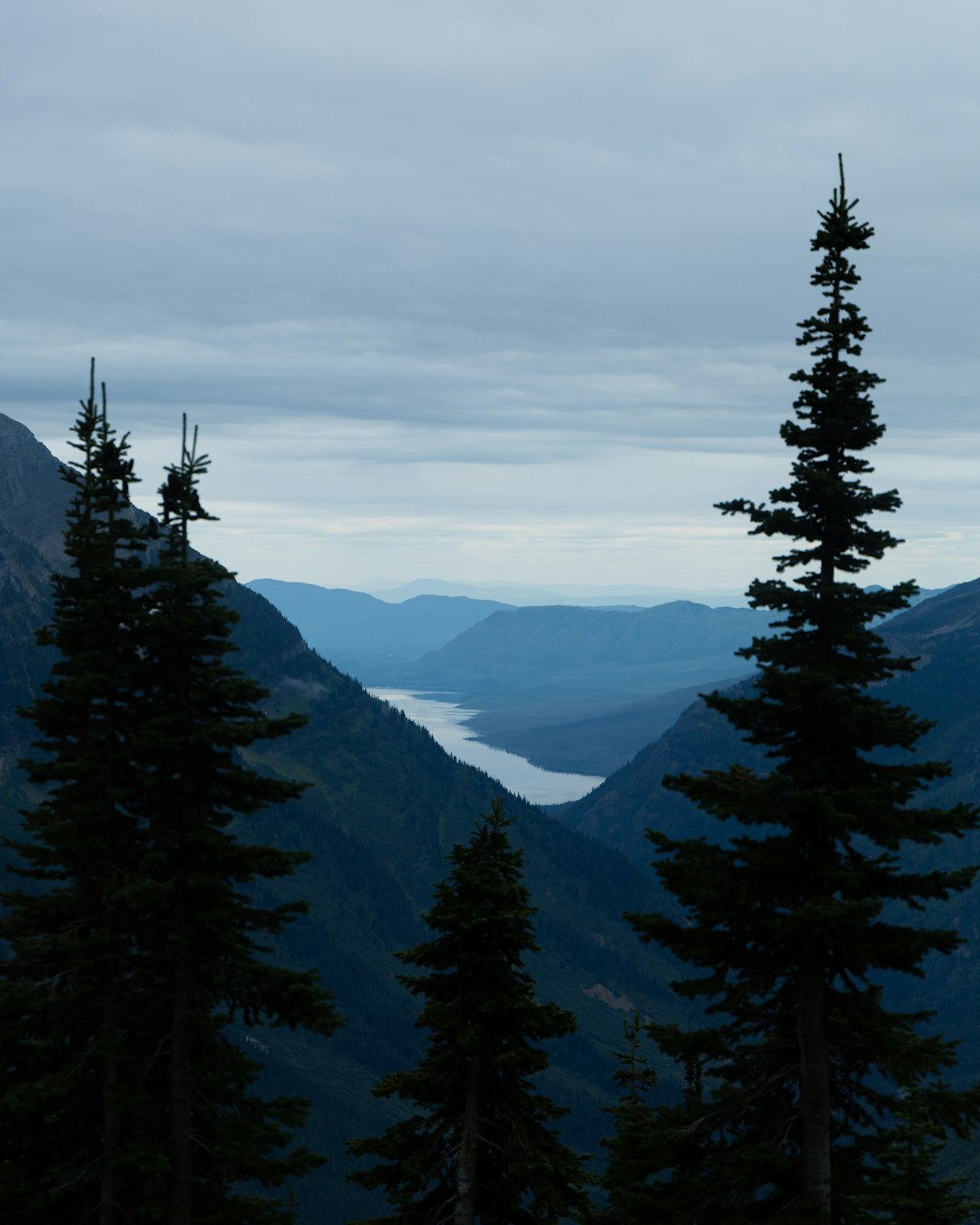 green pine trees on mountain during daytime