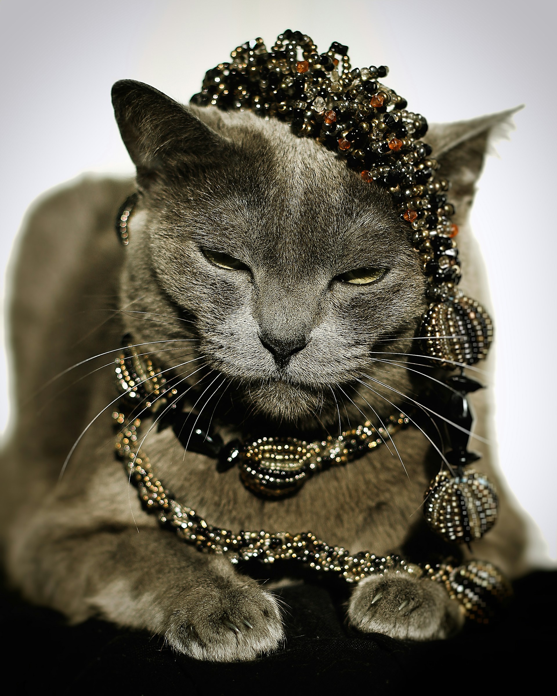 russian blue cat wearing gold necklace