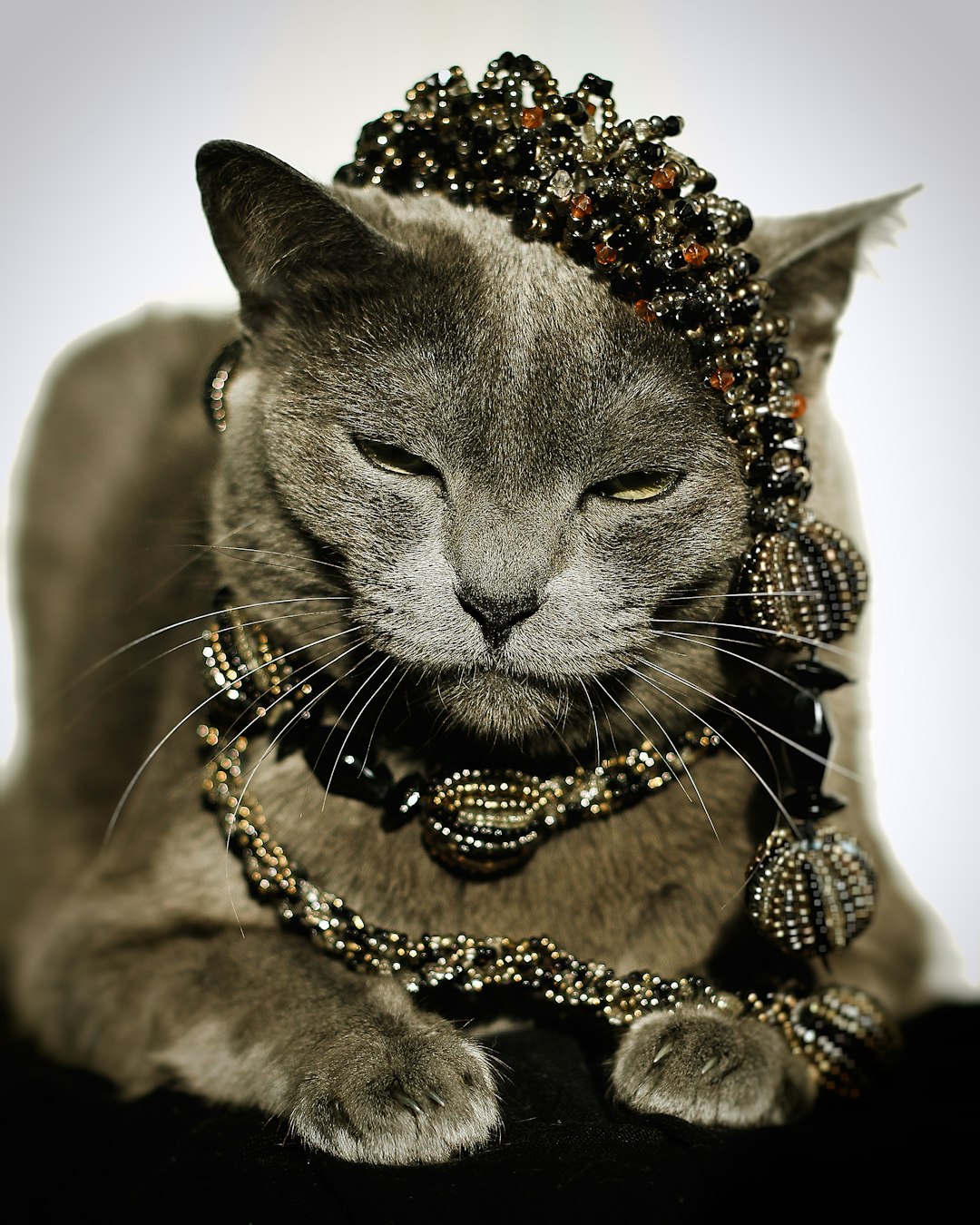 russian blue cat wearing gold necklace