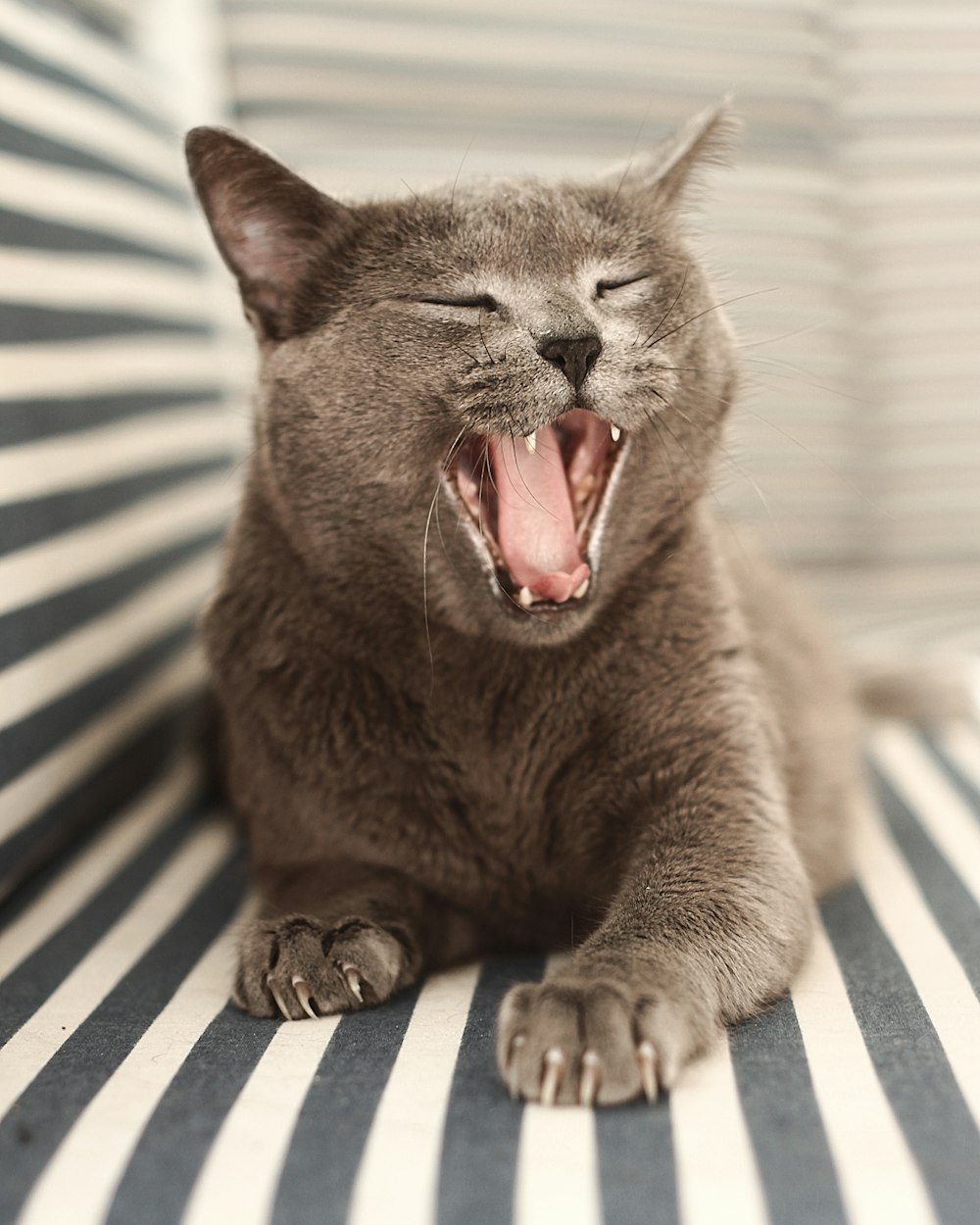 brown cat on white and blue striped textile