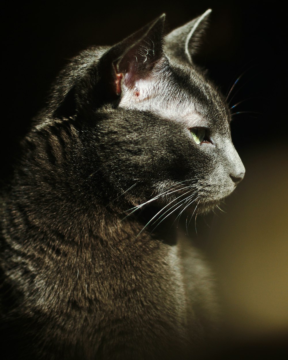 black cat in close up photography