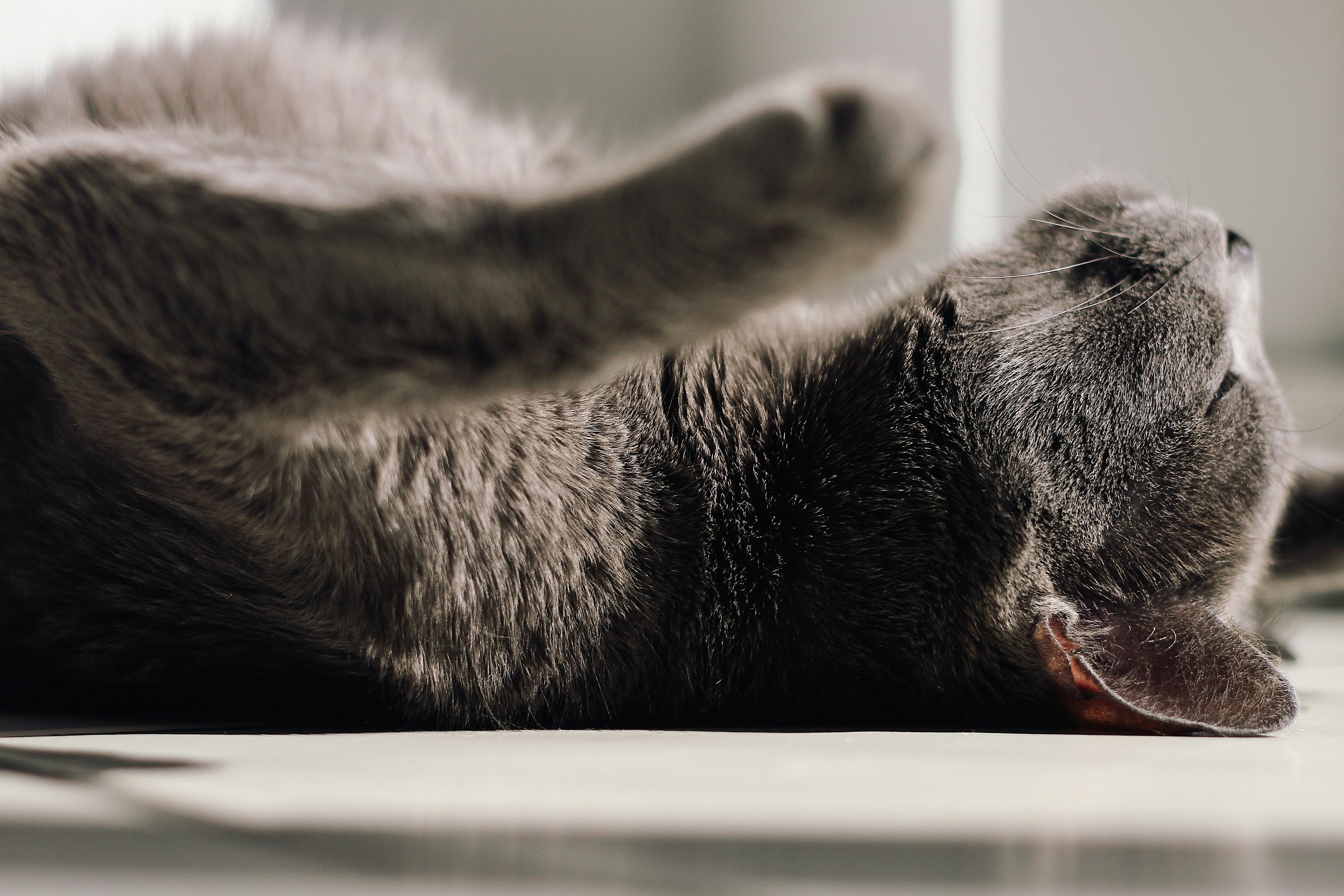 Is the Korat Truly the Most Emotionally In-Tune Cat? (image credits: unsplash)
