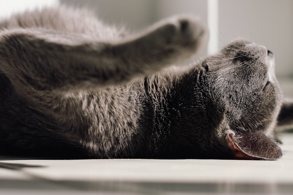 black short coated animal lying on white wooden table