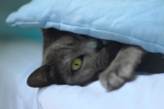 grey cat lying on white textile
