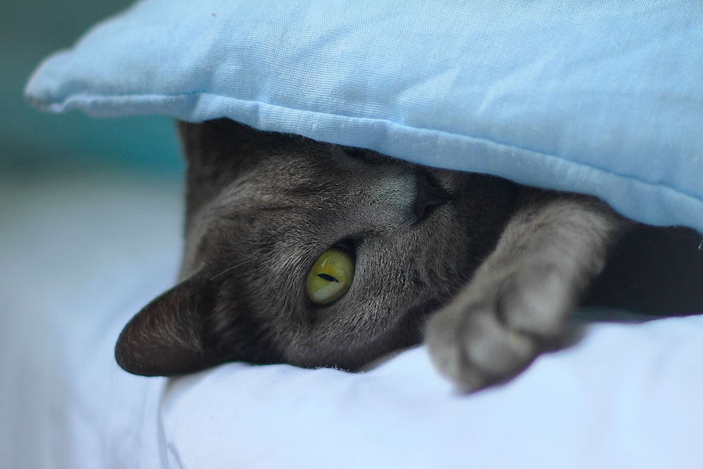 Graue Katze liegt auf weißem Textil