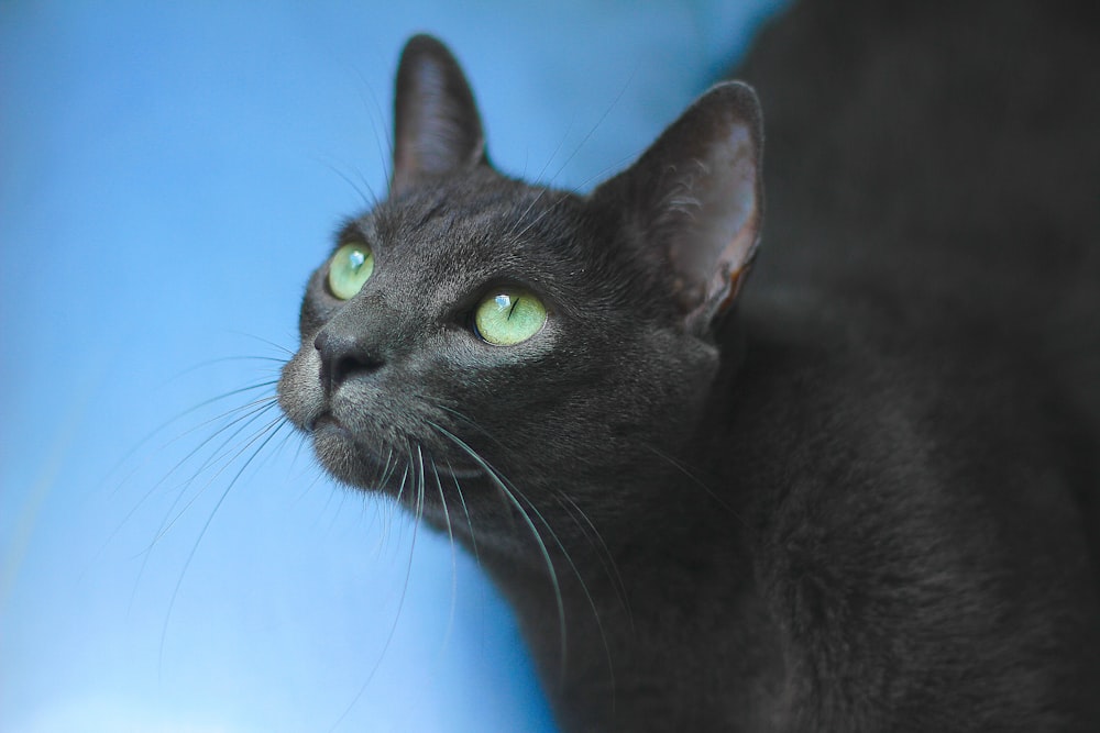 black cat with green eyes