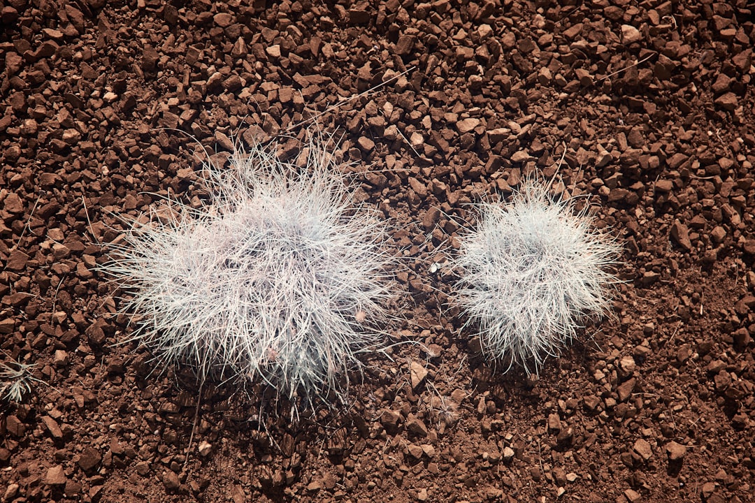 white dandelion on brown soil