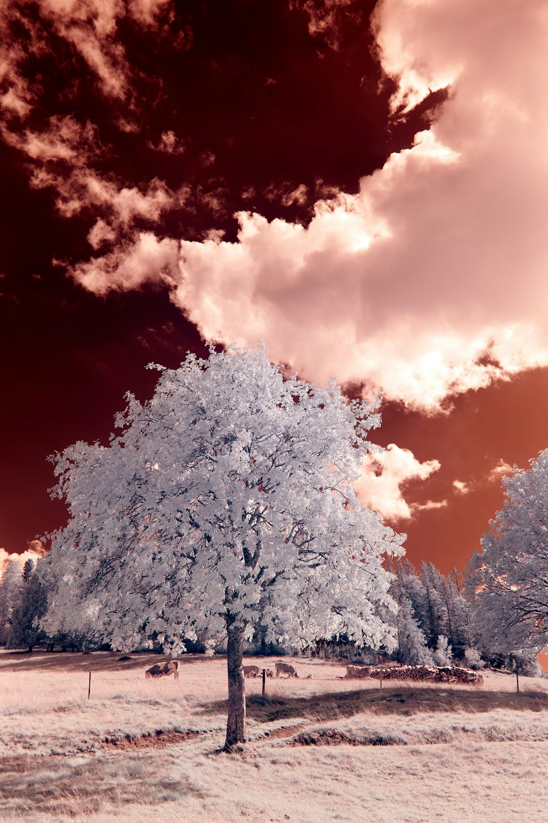 white tree under blue sky during daytime