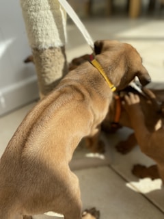 Labrador puppies playing with colorful toys in a warm home environment