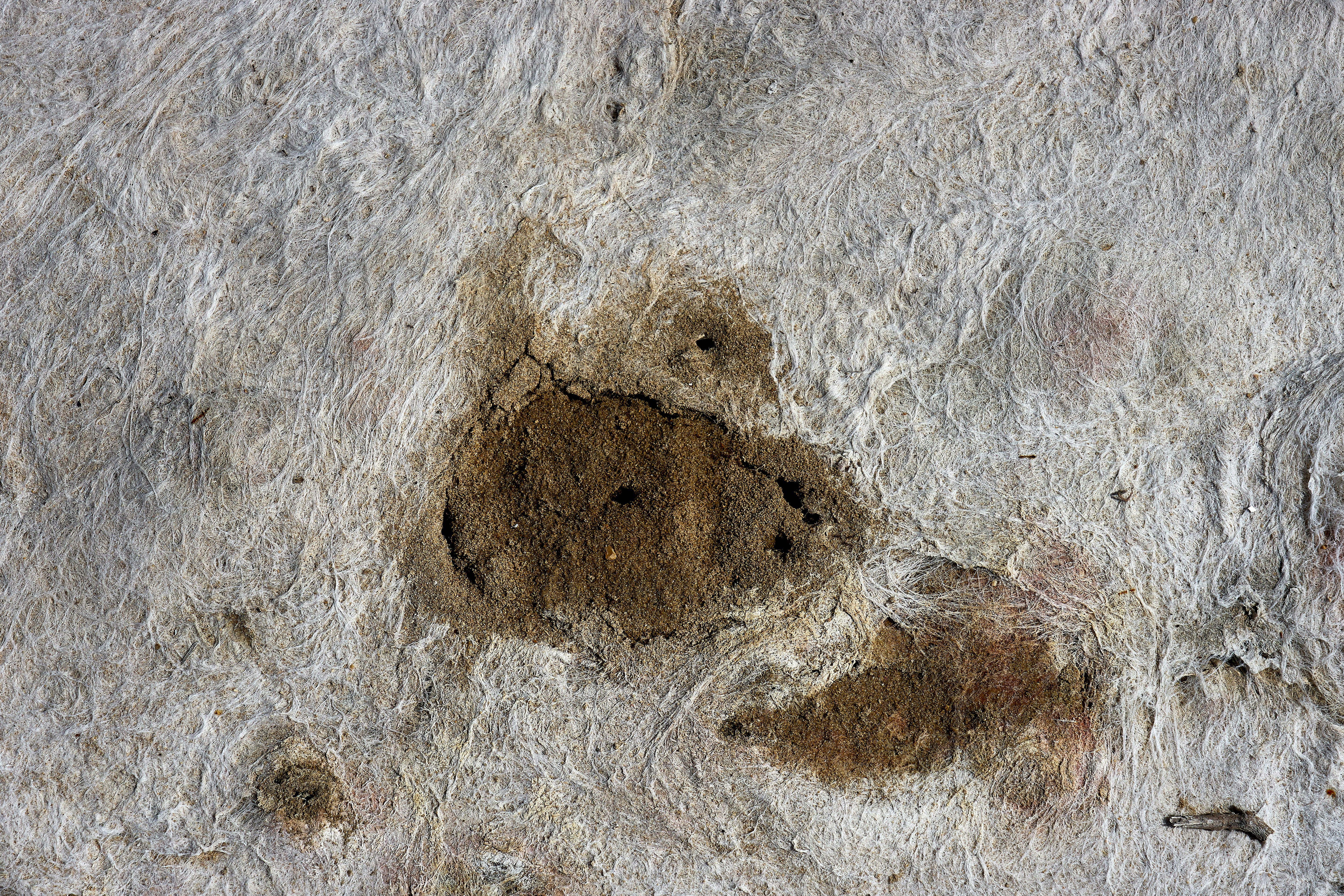 Photo by wolfgang_hasselmann