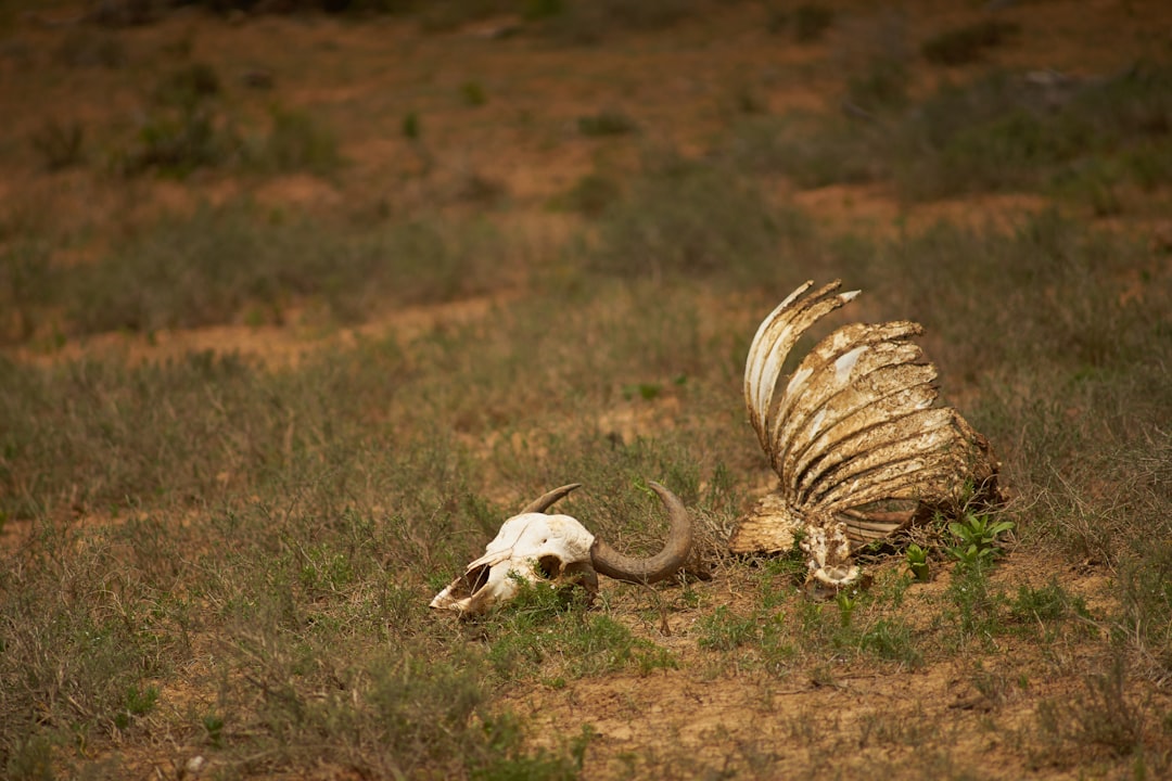 white and brown animal on brown grass field during daytime