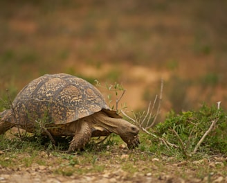 brown turtle on green grass during daytime