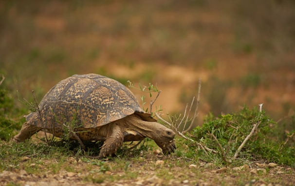 brown turtle on green grass during daytime