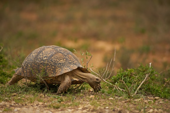 brown turtle on green grass during daytime