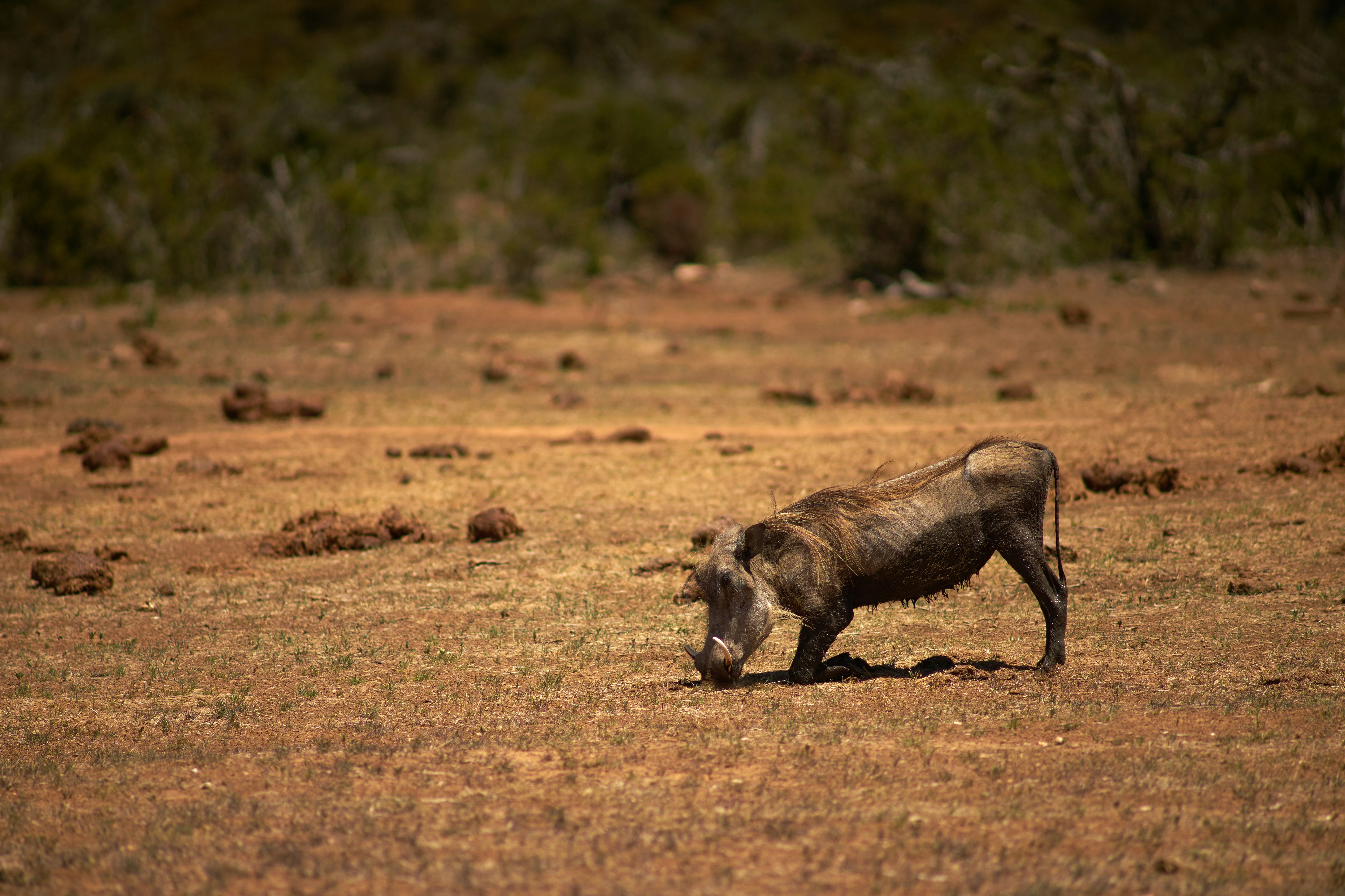 Photo by wolfgang_hasselmann