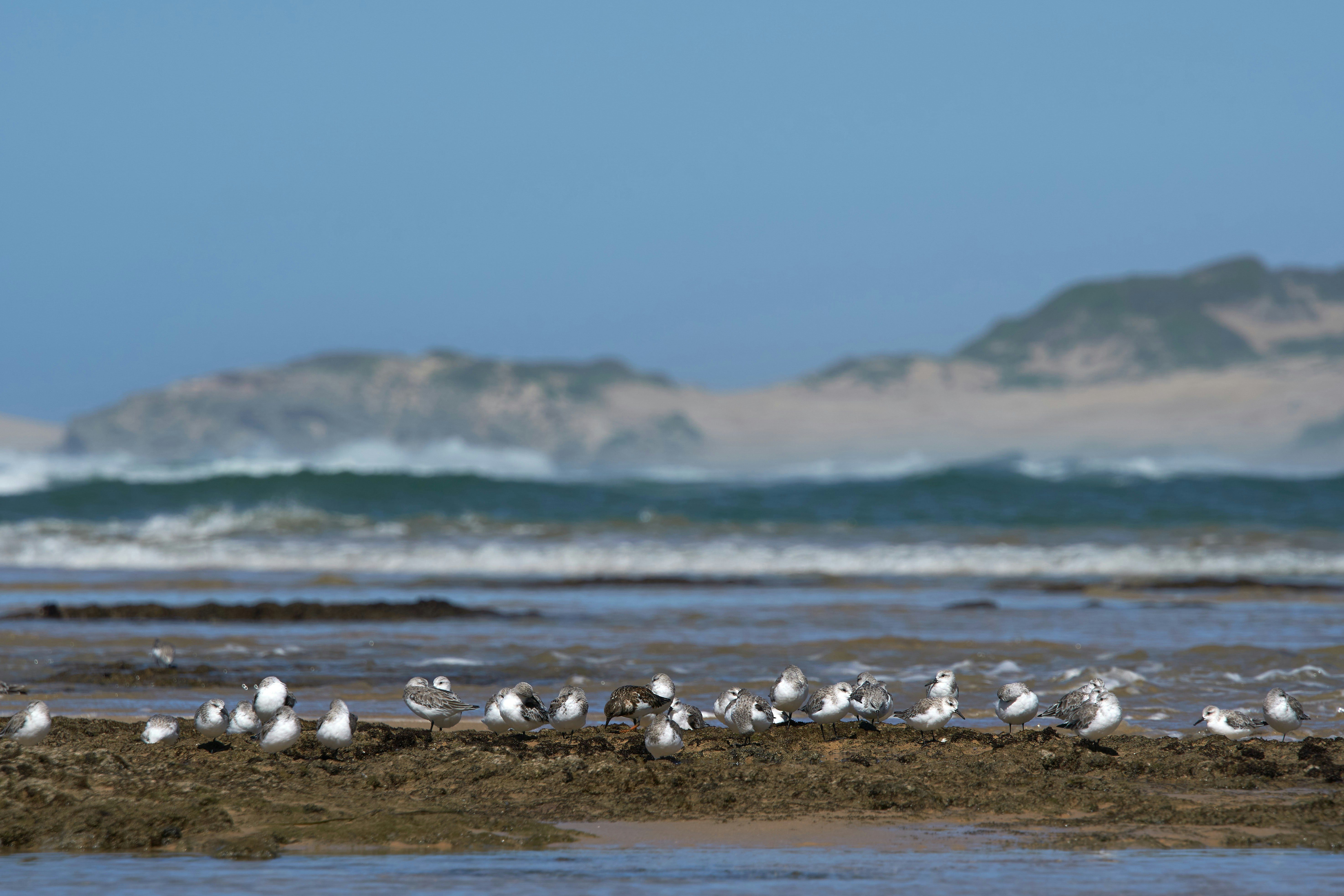 Photo by wolfgang_hasselmann