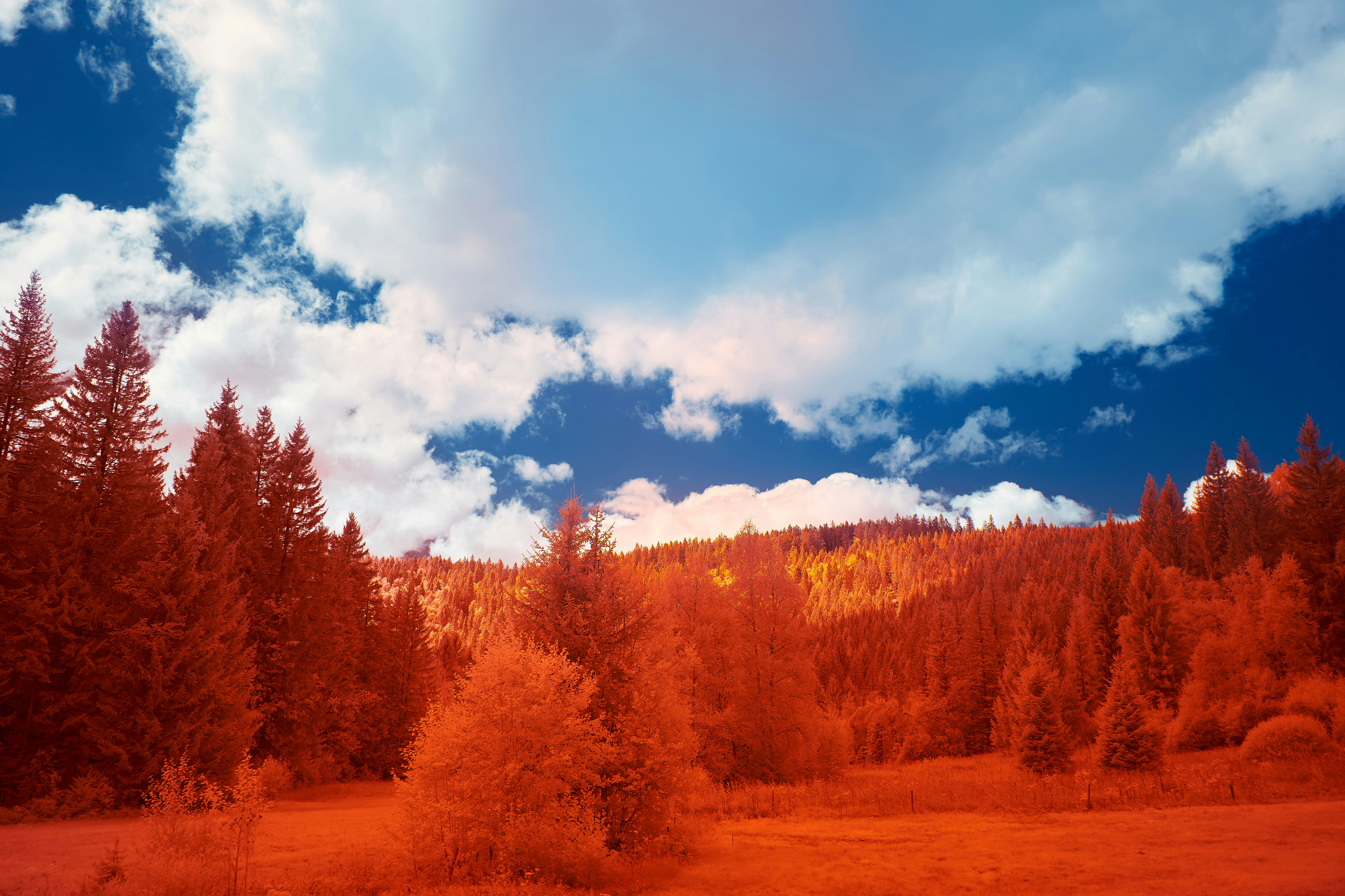 Photo by wolfgang_hasselmann