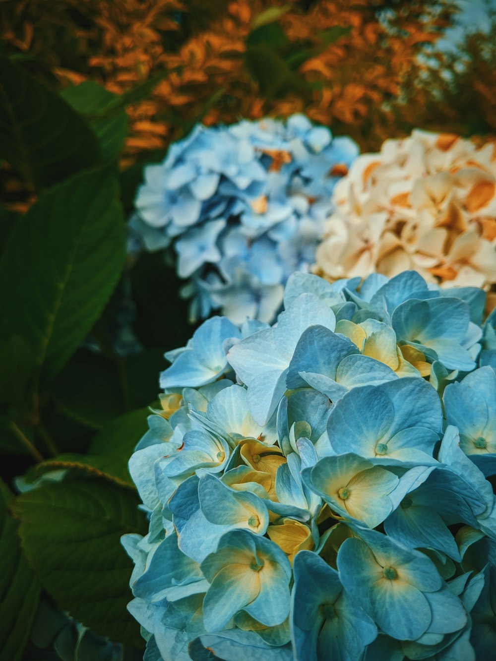 blue and white flowers with green leaves