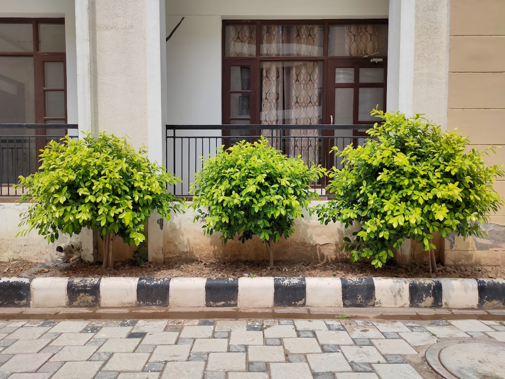 green plant in front of white concrete building